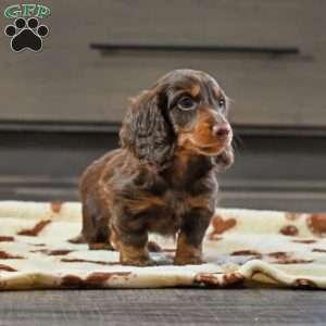 Harvey, Dachshund Puppy